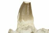 Mosasaur Jaw Section with Three Teeth - Morocco #220667-3